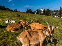  (Bildnachweis: Tourist-Information H�chenschwand, Foto: Klaus Hansen)