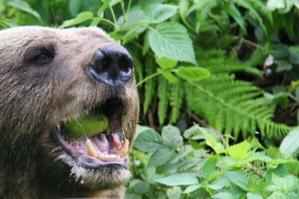  Bildnachweis: Mit freundlicher Genehmigung des Alternativen Wolf- und Brenpark