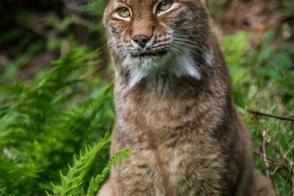 Luchs in Schwarzwaldzoo Waldkirch Bildnachweis: Freundeskreis' Schwarzwaldzoo e.V.