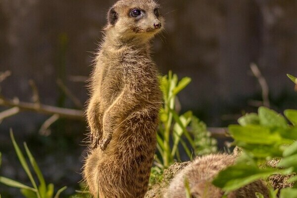 Tatzmania L�ffingen Copyright: (Mit freundlicher Genehmigung von Tatzmania L�ffingen)