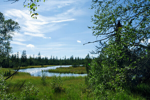 Kaltenbronn, Wildsee Copyright: (Touristik Wildsee) Kaltenbronn, Wildsee Copyright: (Touristik Wildsee)