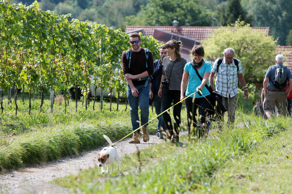 Ortenauer Weinpfad Bildnachweis: Stadt Offenburg